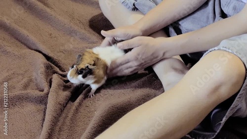 Caring Owner Gently Petting Cute Tricolor Guinea Pig on Soft Brown Blanket at Home