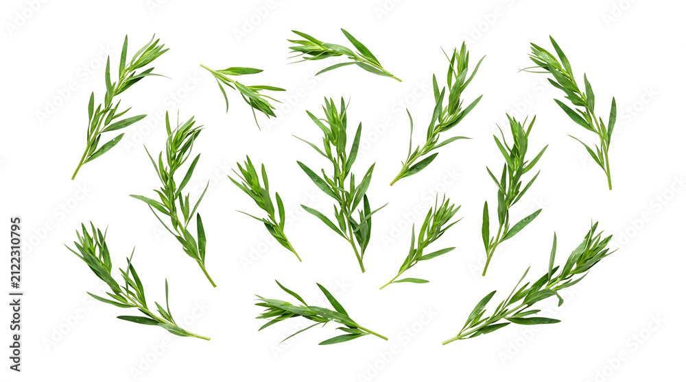 Fototapeta premium Fresh green tarragon herb sprigs scattered on a white background, viewed from above.