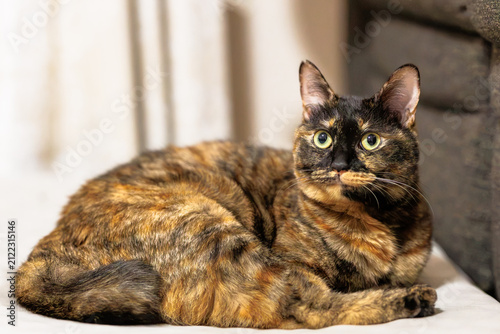 サビ猫