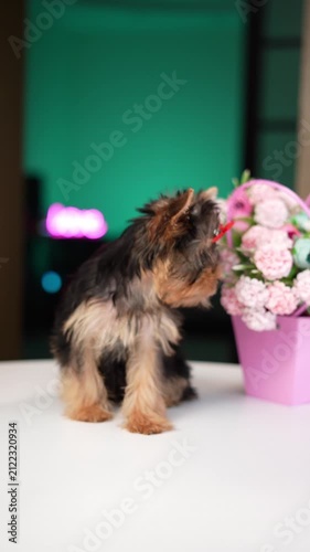 Yorkshire Terrier Puppy Sitting on a white table near a bouquet of flowers. Cute domestic pets