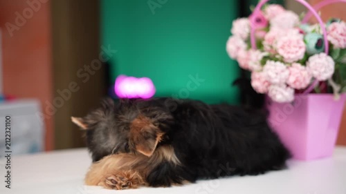 Yorkshire Terrier Puppy Sitting on a white table near a bouquet of flowers. Cute domestic pets