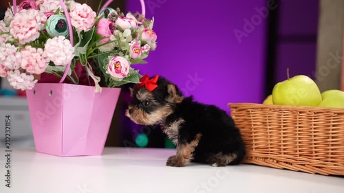 Yorkshire Terrier Puppy Sitting on a white table near a bouquet of flowers. Cute domestic pets