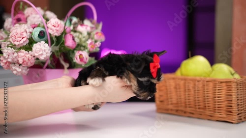 Yorkshire Terrier Puppy Sitting on a white table near a bouquet of flowers. Cute domestic pets