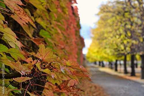 Close-Up View of Colorful Autumn Ivy Leaves on a Wall in Augarten Park Vienna Austria