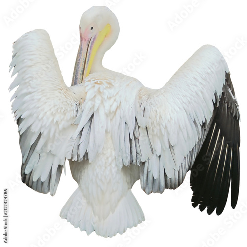 Konstfotografi White pelican with wings fully outstretched and head turned back isolated on tra