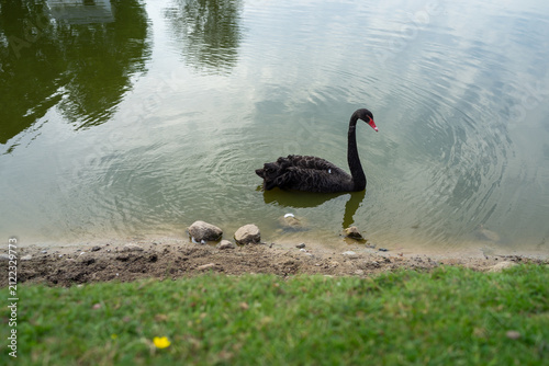 Fotografía Black swan resting at the edge of a calm pond