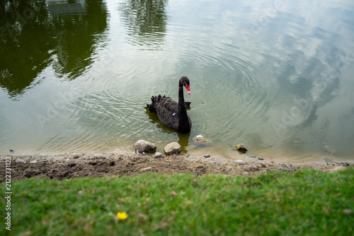 Foto Black swan gliding across calm lake near rocky shore