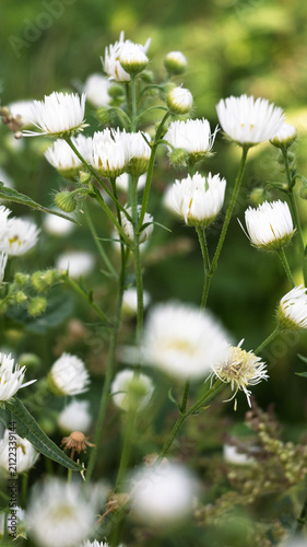 White Annual Fleabane Flowers Blooming in a Green Summer Meadow