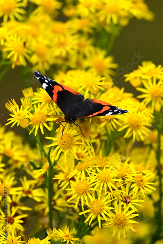 Red Admiral Butterfly Resting on Blooming Yellow Flowers in Summer Meadow
