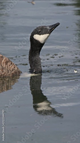 Canada Goose (Branta canadensis) with deformed plumage causing buoyancy problems, low in the water drinking from a lake. July, Kent, UK [Half speed] Vertical