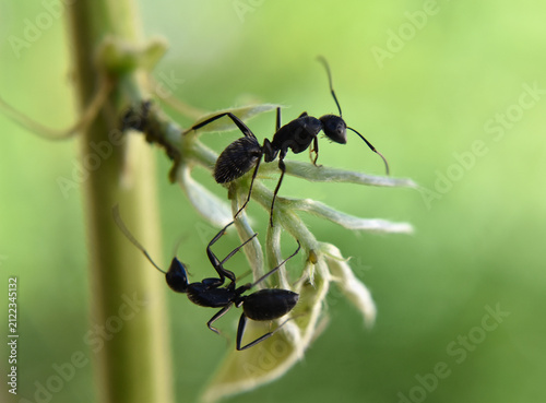 Closeup of two black ants on the Wisteria branch