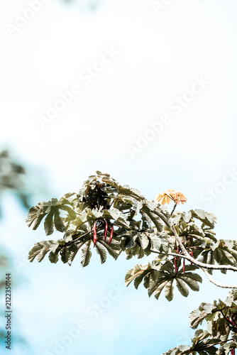 Flowering tree branch with palmate green leaves and white blossom clusters against pale sky for minimal nature background
