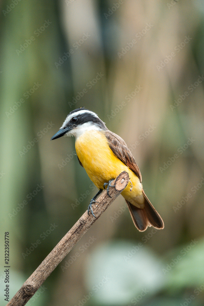 Obraz premium Great kiskadee perched on a thin branch with bright yellow belly and black-and-white head markings
