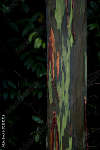 Принти на полотні Close-up of rainbow eucalyptus tree trunk with multicolored peeling bark against