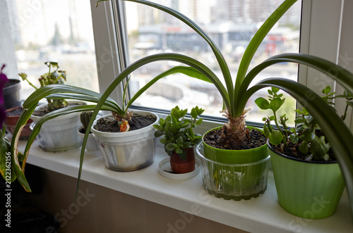 The plants on the windowsill are Amaryllis and Kalanchoe. Indoor flowers care and home gardening