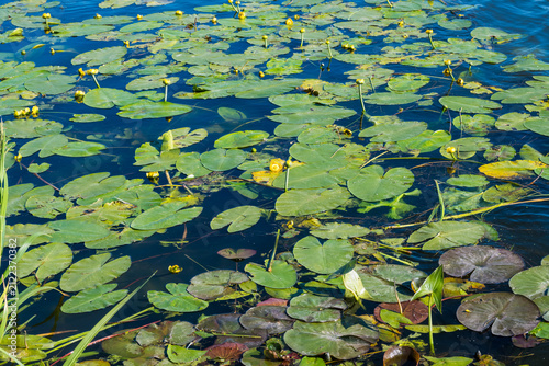 Фотография Horizontal bright aquatic landscape with yellow water-lily buds, scattered green pads, and a deep blue water surface