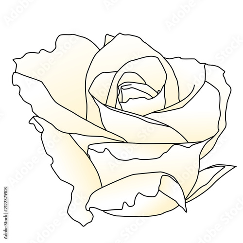 hand drawn white rose