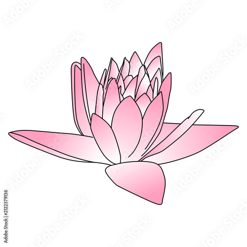 pink lotus flower isolated