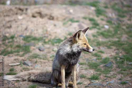 Photography gray fox