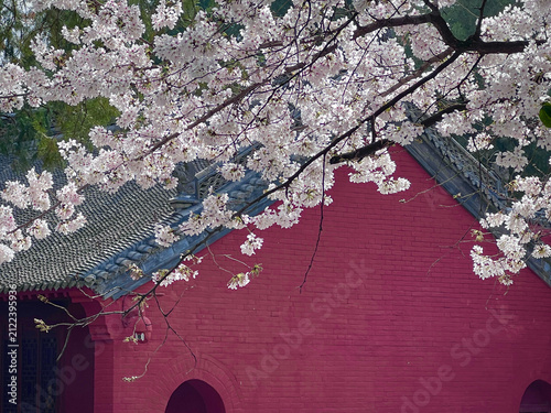 Red Chinese Building with View of Cherry Blossom in Spring