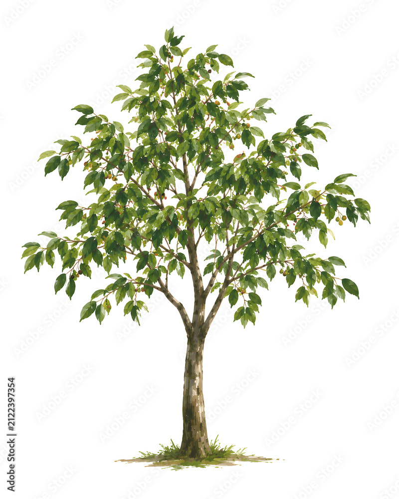 Obraz premium Jamaican Cherry Tree Painting, Isolated on White Background, No Shadows