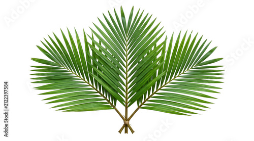 Foto Green Palm Leaves Bunch, Tropical Palm Sunday Fronds Tied with Twine Isolated on