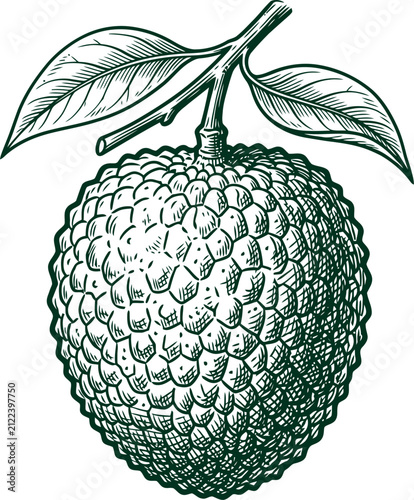 Textured lychee tropical fruit illustration in detailed vintage woodcut engraving style