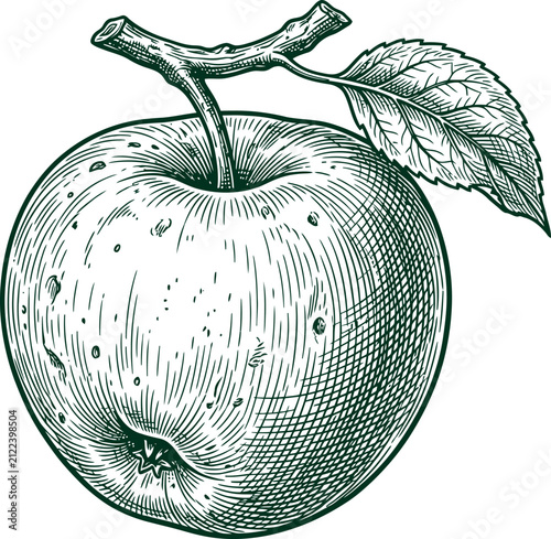 Vintage apple illustration showing detailed woodcut engraving style in green ink