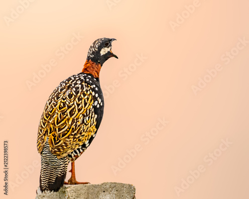 Canvas Print A Black Francolin