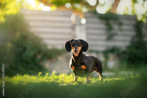 Happy black and tan dachshund outdoors in sunlight
