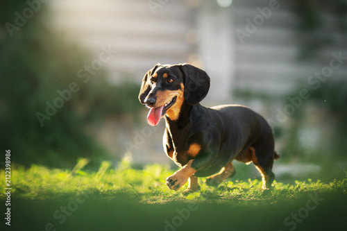 Happy black and tan dachshund outdoors in sunlight