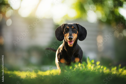 Happy black and tan dachshund outdoors in sunlight