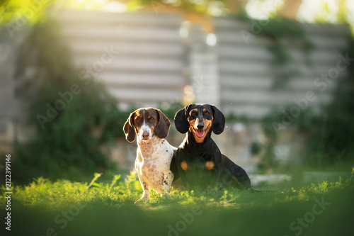 Piebald and black and tan dachshunds sitting together outdoors