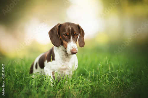 Piebald dachshund resting in green grass