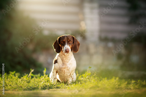 Piebald dachshund walking through sunlit grass