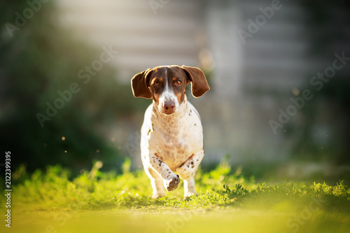 Piebald dachshund walking through sunlit grass