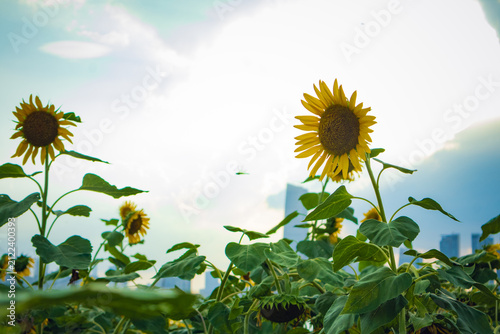 Backlit Sunflowers with Wuhan Skyline on a Bright Summer Day