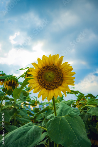 Yellow Sunflower Against a Dramatic Summer Sky in Wuhan, China