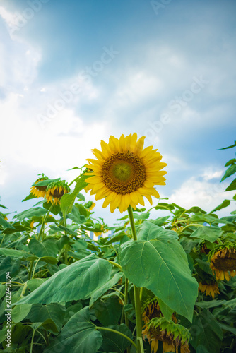 Bright Sunflower Bloom Beneath a Cloudy Summer Sky in Wuhan