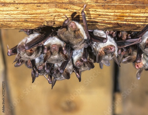 Greater mouse-eared bat, mouse-ear, myotis myotis, bats, chiroptera, ffh, bats, mammals, mammals, weekroom