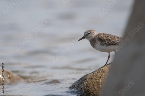 Calidris temminckii, temminck's stint, temminck sandpipers, birds, charadriiformes, limikolen, snipe birds, scolopacidae, birds, waders, waders