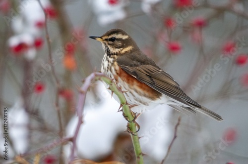 Dog rose, redwing, pink canina, rosaceae, rose family, redthrush, turdus iliacus, autumn, birds, dog rose, flora, rose hip, autumn, passeri, plants, plants, snow, songbirds, birds