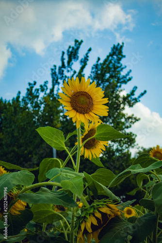 Golden Sunflower Bloom Against Trees and Blue Sky in Wuhan