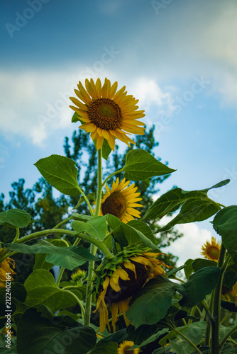 Golden Sunflower Above Mature Blooms in Wuhan Summer Garden