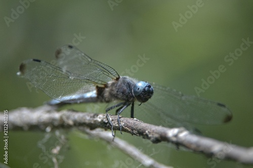 Libellula fulva, scarce chaser, tip spot, anisoptera, damselflies, dragonflies, insects, dragonflies, males, odonata