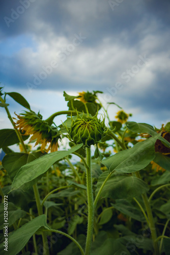 Unopened Sunflower Bud Beneath Dramatic Summer Clouds in Wuhan