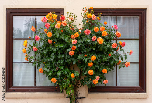 Blooming orange and pink climbing roses between two house windows