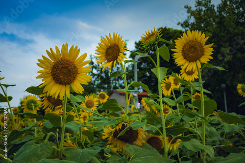 Golden Sunflower Field Under a Blue Summer Sky in Wuhan