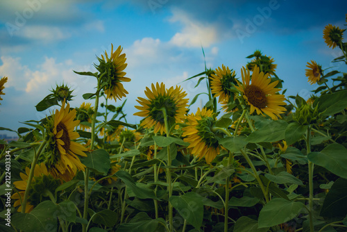 Sunflowers Viewed from Behind Under a Blue Summer Sky in Wuhan