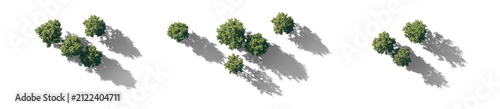 top view tree group with shadows (aerial tree canopy, overhead tree cluster) isolated PNG on a transparent background premium nature cutout